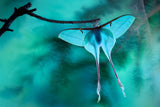 Chinese moon moth Poster och Canvastavla