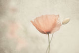 jewel of nature Poster och Canvastavla