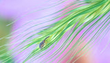 In a storm of colors... Poster och Canvastavla