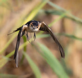 Red-rumped Swallow Poster och Canvastavla