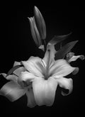 Lilium Poster och Canvastavla