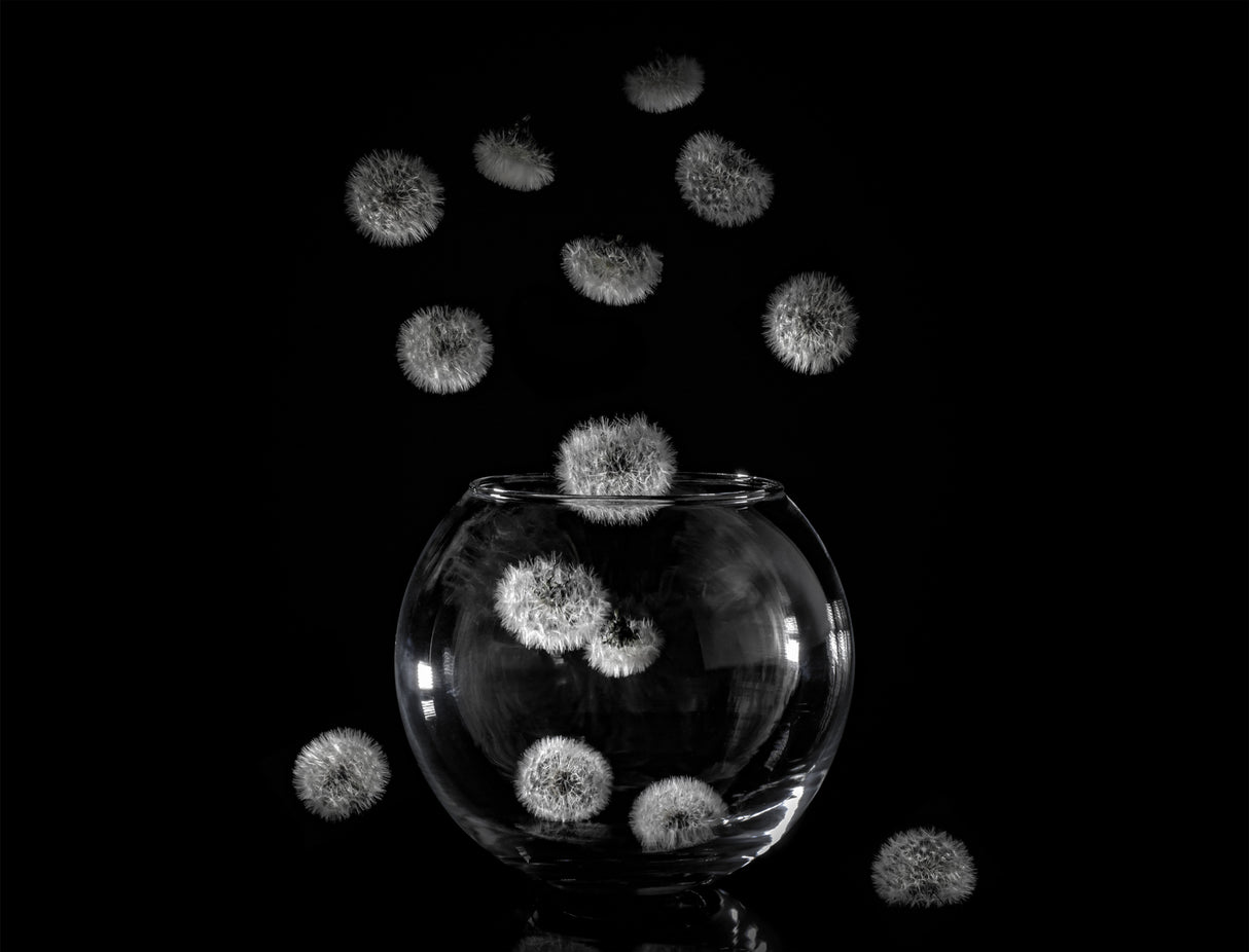 Dandelion catcher Poster och Canvastavla