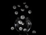 Dandelion catcher Poster och Canvastavla