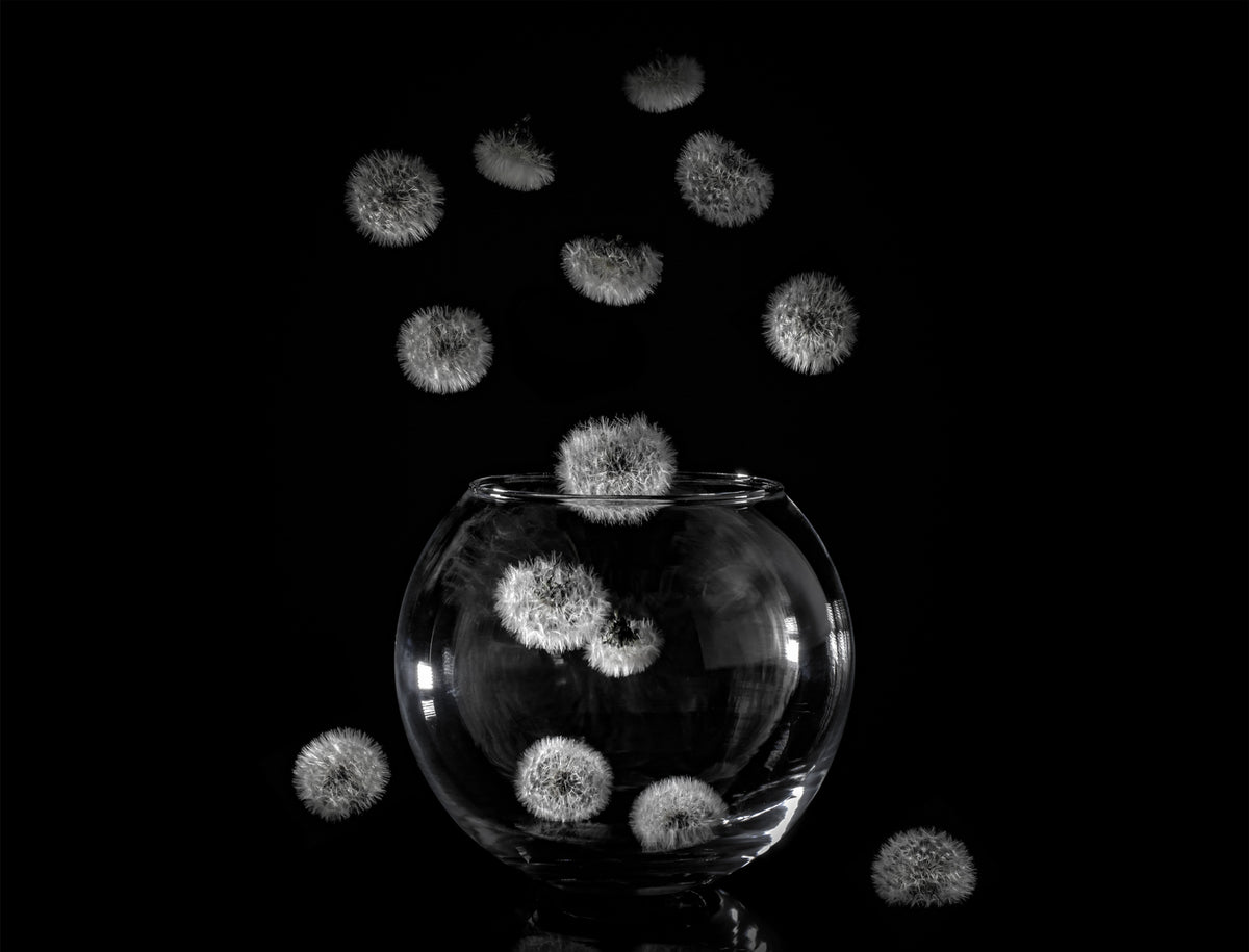 Dandelion catcher Poster och Canvastavla