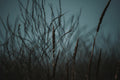 Dark Nature Poster och Canvastavla