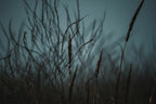 Dark Nature Poster och Canvastavla