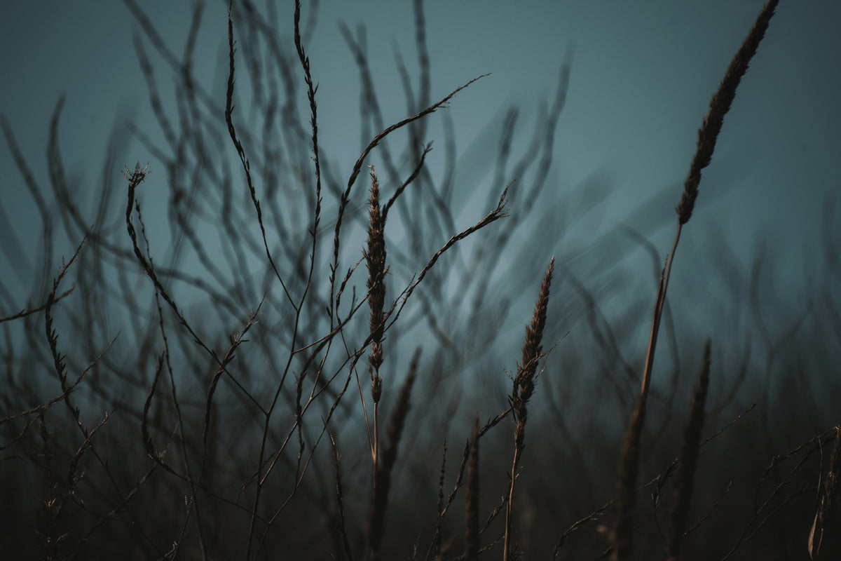 Dark Nature Poster och Canvastavla
