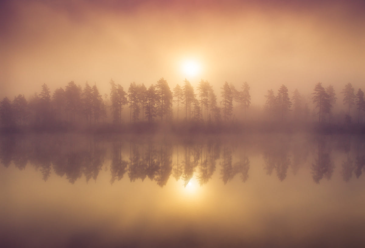 Tree Line Poster och Canvastavla