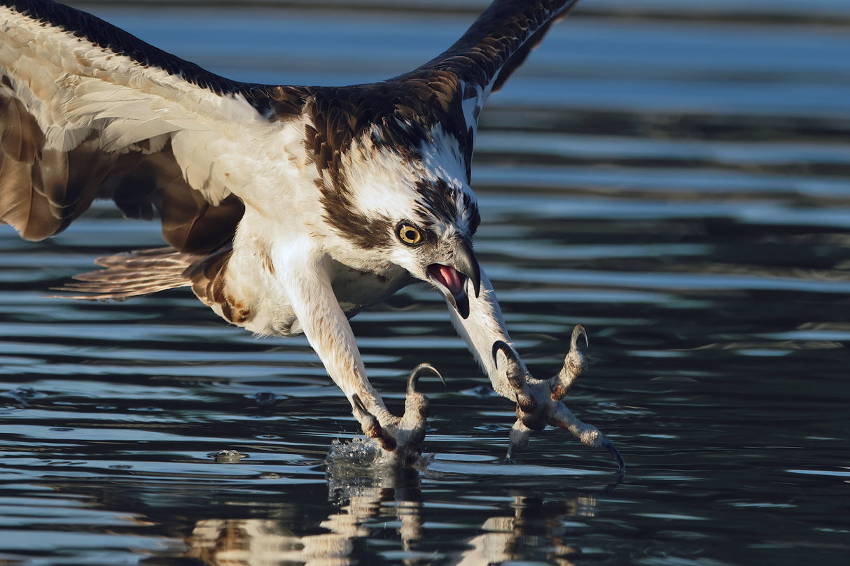 Osprey in action... Poster och Canvastavla