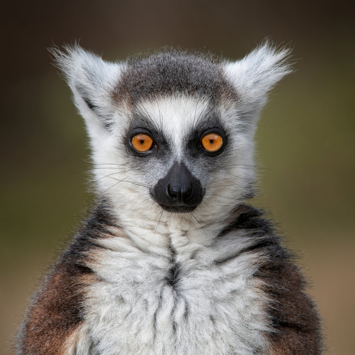 Maki Catta - Lemur catta Poster och Canvastavla