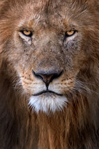 Lion Portrait Poster och Canvastavla