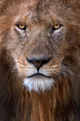Lion Portrait Poster och Canvastavla