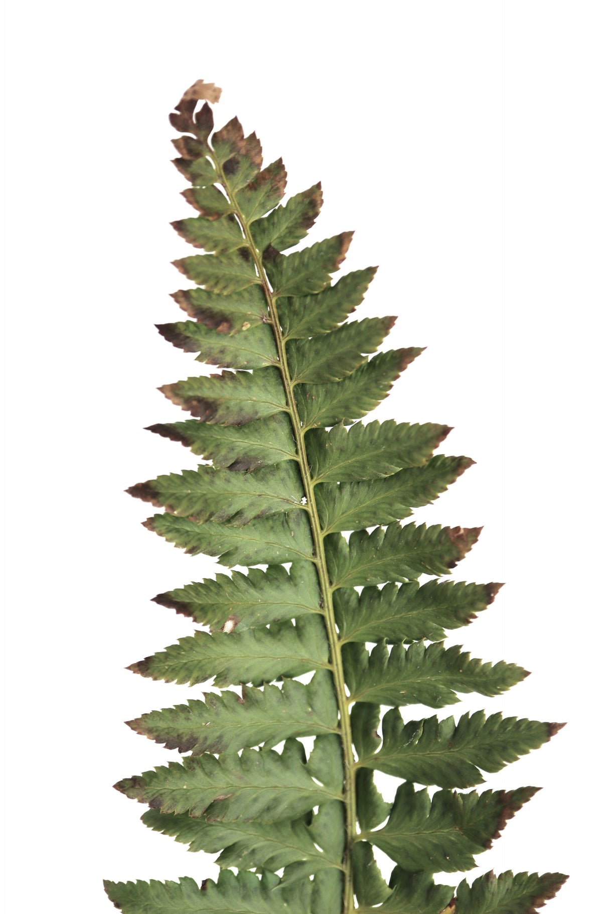 Green fern Poster och Canvastavla