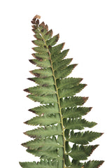 Green fern Poster och Canvastavla