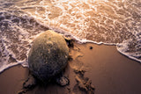 Turtle Migration Poster och Canvastavla