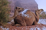 desert camel Poster och Canvastavla