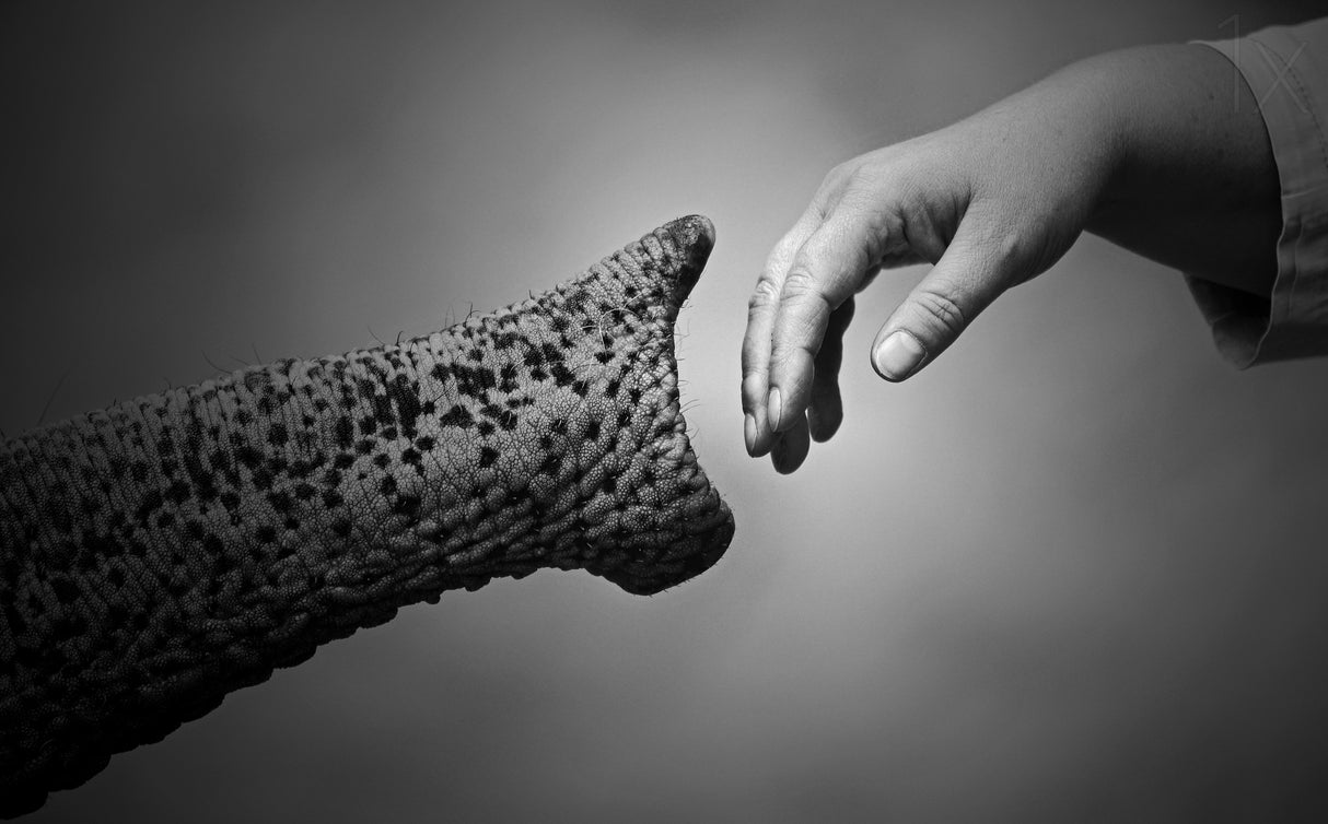WALKING TOGETHER .... Poster och Canvastavla