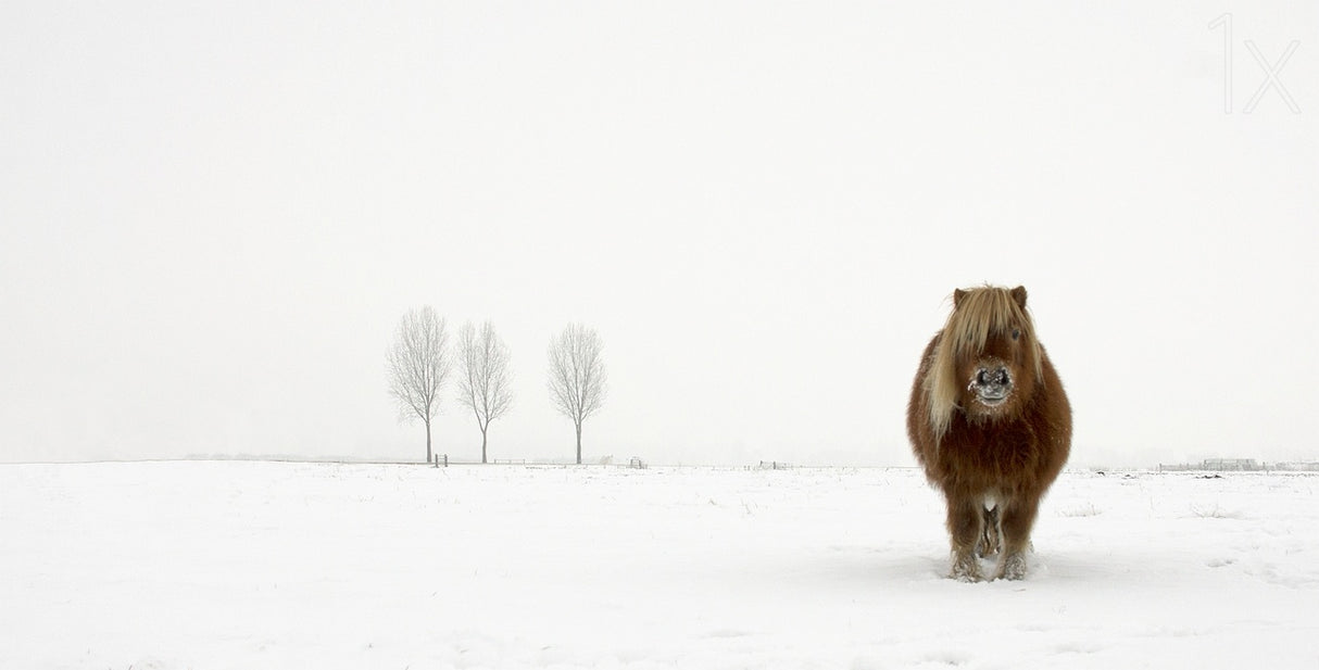 The cold pony Poster och Canvastavla