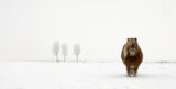 The cold pony Poster och Canvastavla