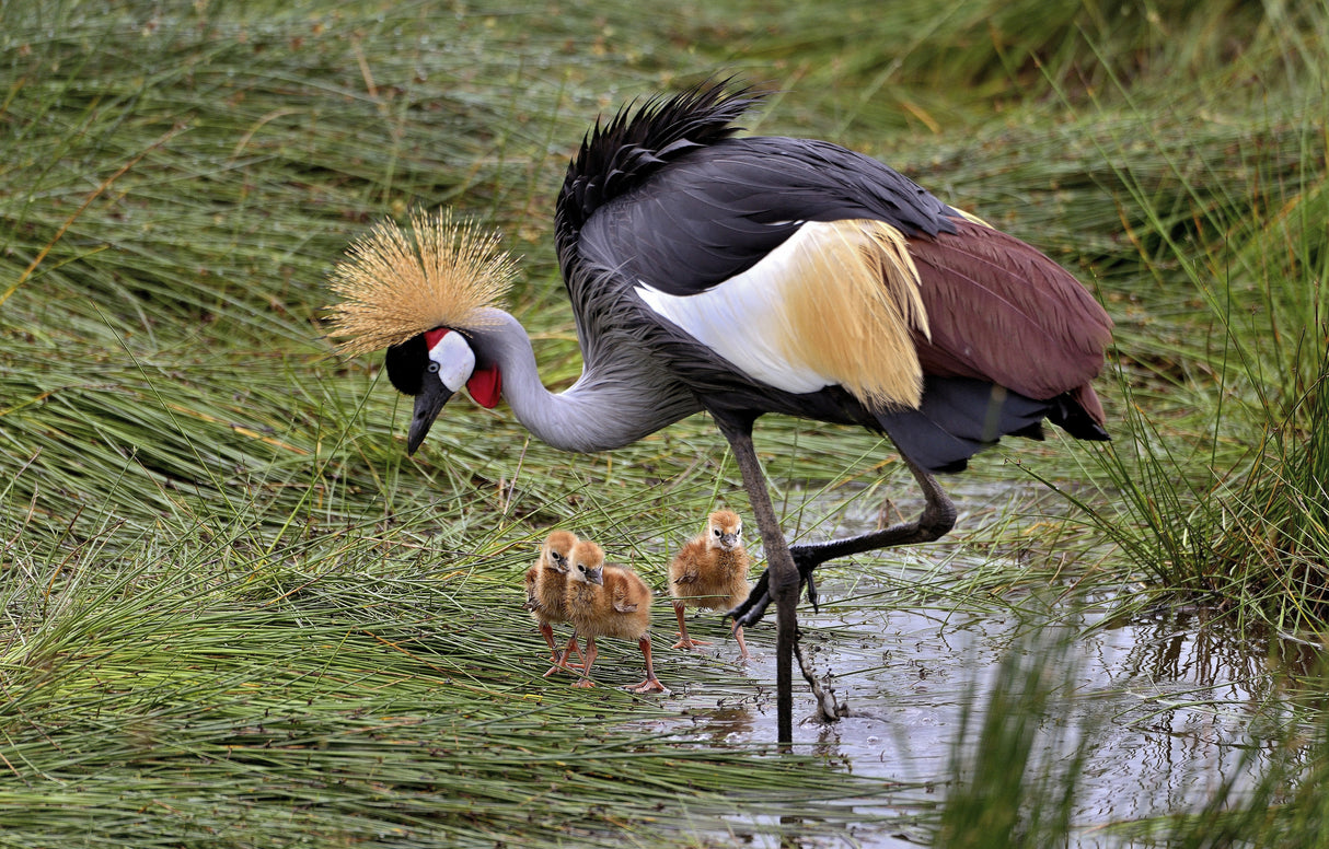 Crowned crane and its little ones Poster och Canvastavla