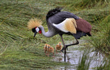 Crowned crane and its little ones Poster och Canvastavla