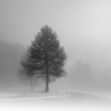 winter on its way Poster och Canvastavla