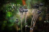 Colours Of Impermanence Poster och Canvastavla
