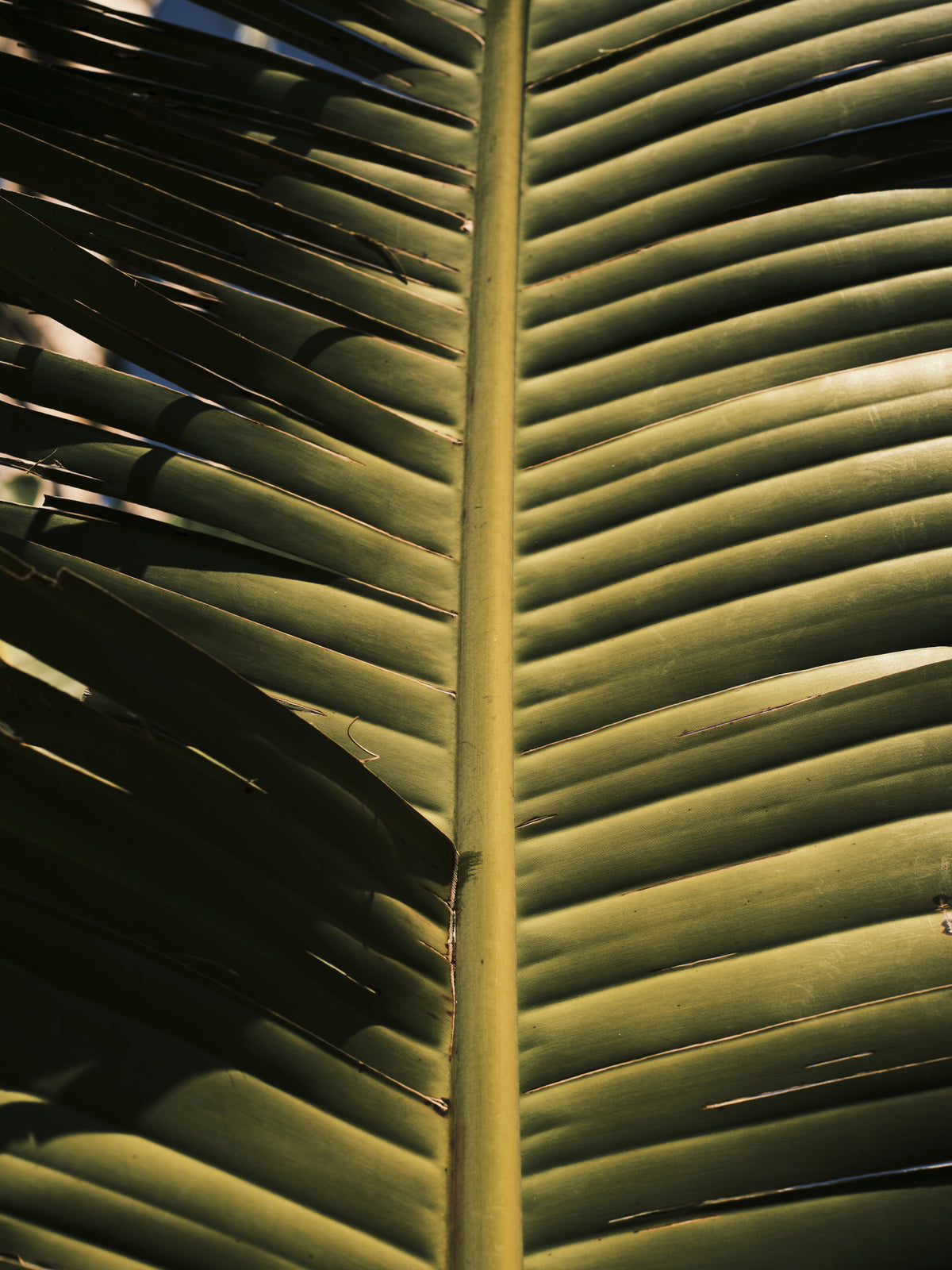 palm leaf Poster och Canvastavla