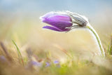 Springtime Poster och Canvastavla