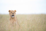 Young Lion Poster och Canvastavla
