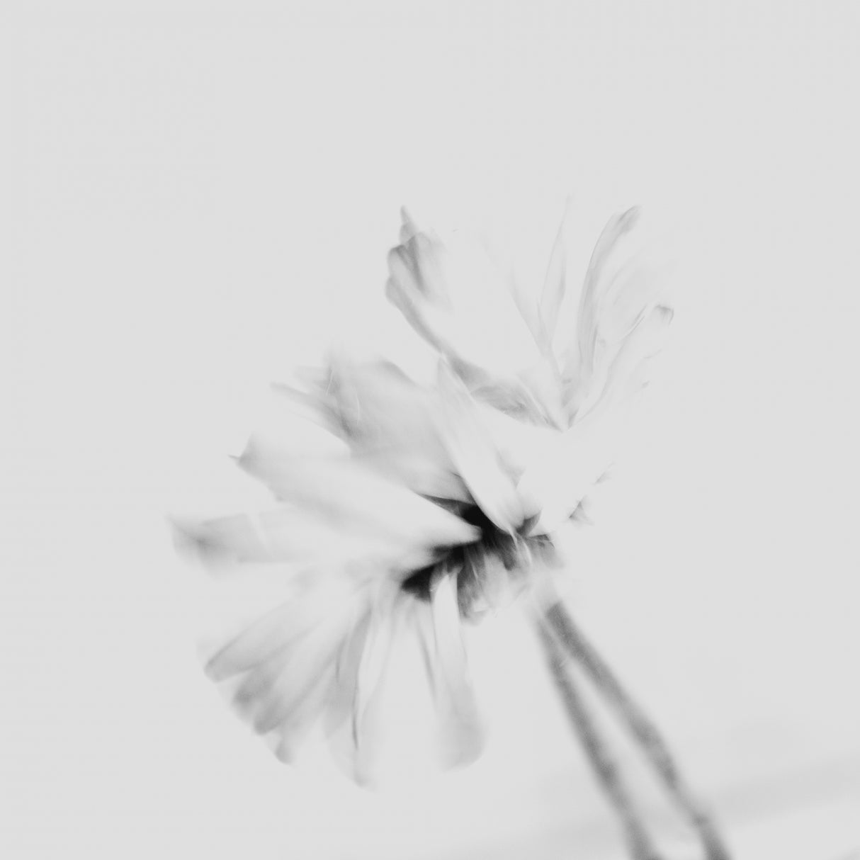 Moody flower 2 Poster och Canvastavla