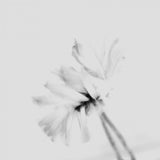 Moody flower 2 Poster och Canvastavla