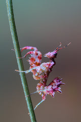Pseudocreobotra nymph Poster och Canvastavla