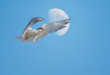 Flying gull against the Moon Poster och Canvastavla