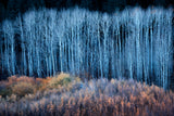 End of Autumn Poster och Canvastavla