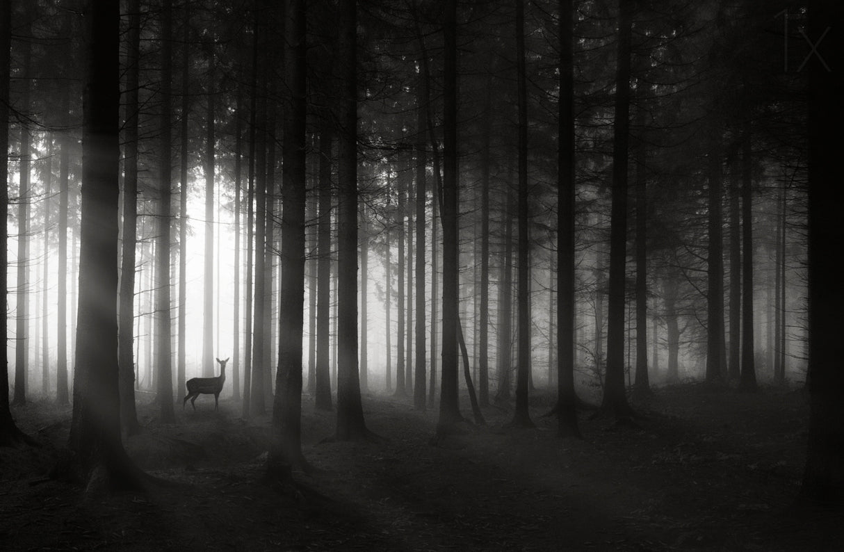 deer`s morning Poster och Canvastavla