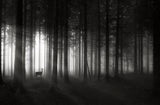 deer`s morning Poster och Canvastavla
