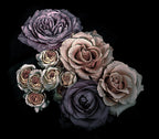 Roses Poster och Canvastavla