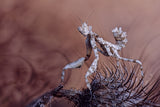 Thistle mantis Poster och Canvastavla