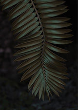 Cycad Poster och Canvastavla