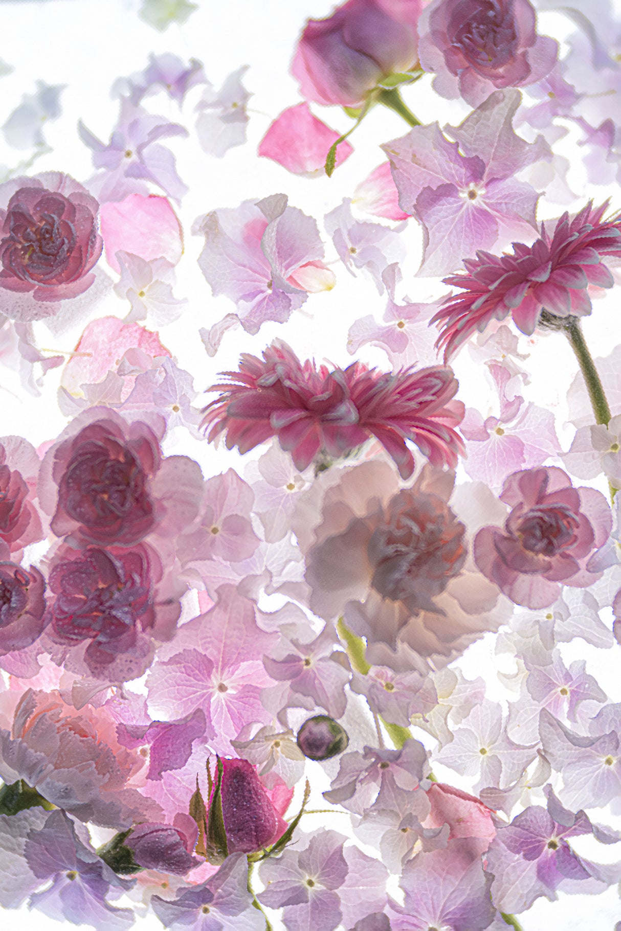 dream of spring Poster och Canvastavla