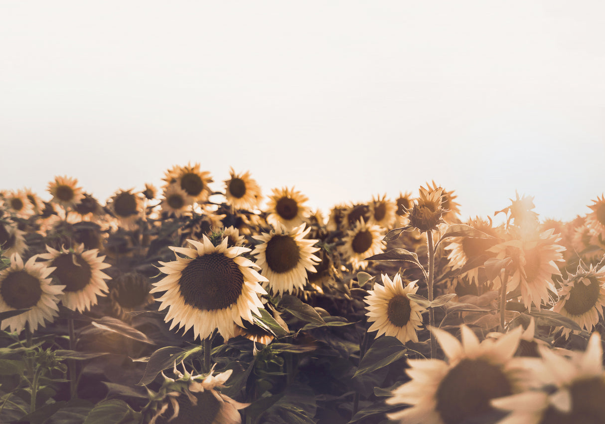 Sunflowers Poster och Canvastavla
