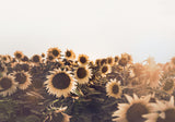 Sunflowers Poster och Canvastavla
