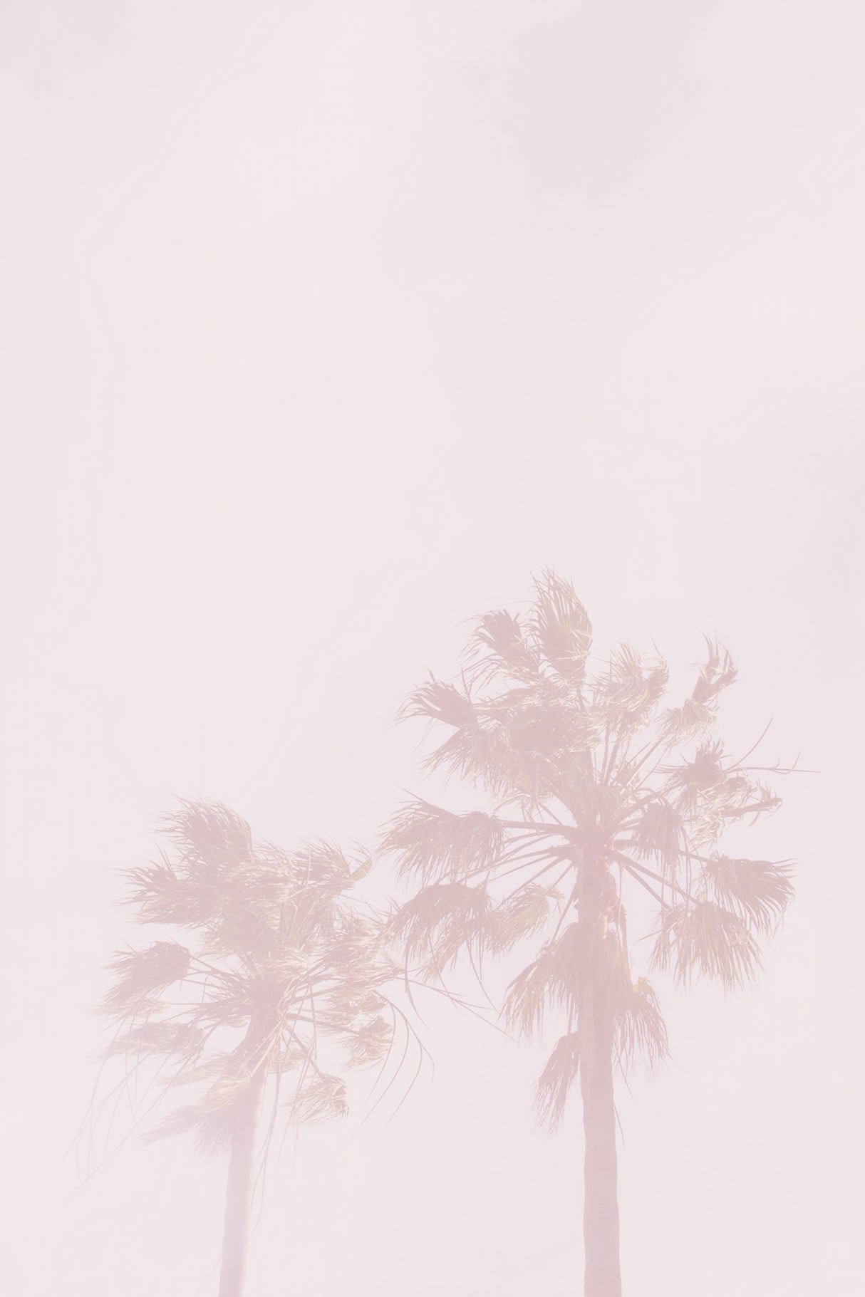 Pink Palms Poster och Canvastavla