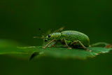 Phyllobius virideaeris Poster och Canvastavla