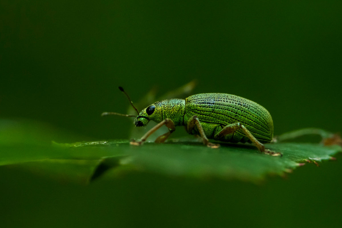Phyllobius virideaeris Poster och Canvastavla