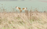 Hunting Short Eared Owl Poster och Canvastavla