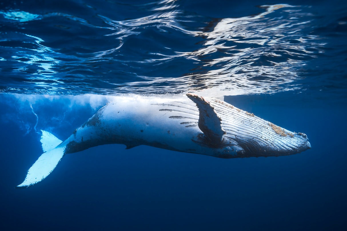 On the surface of the water: a humpback whale Poster och Canvastavla