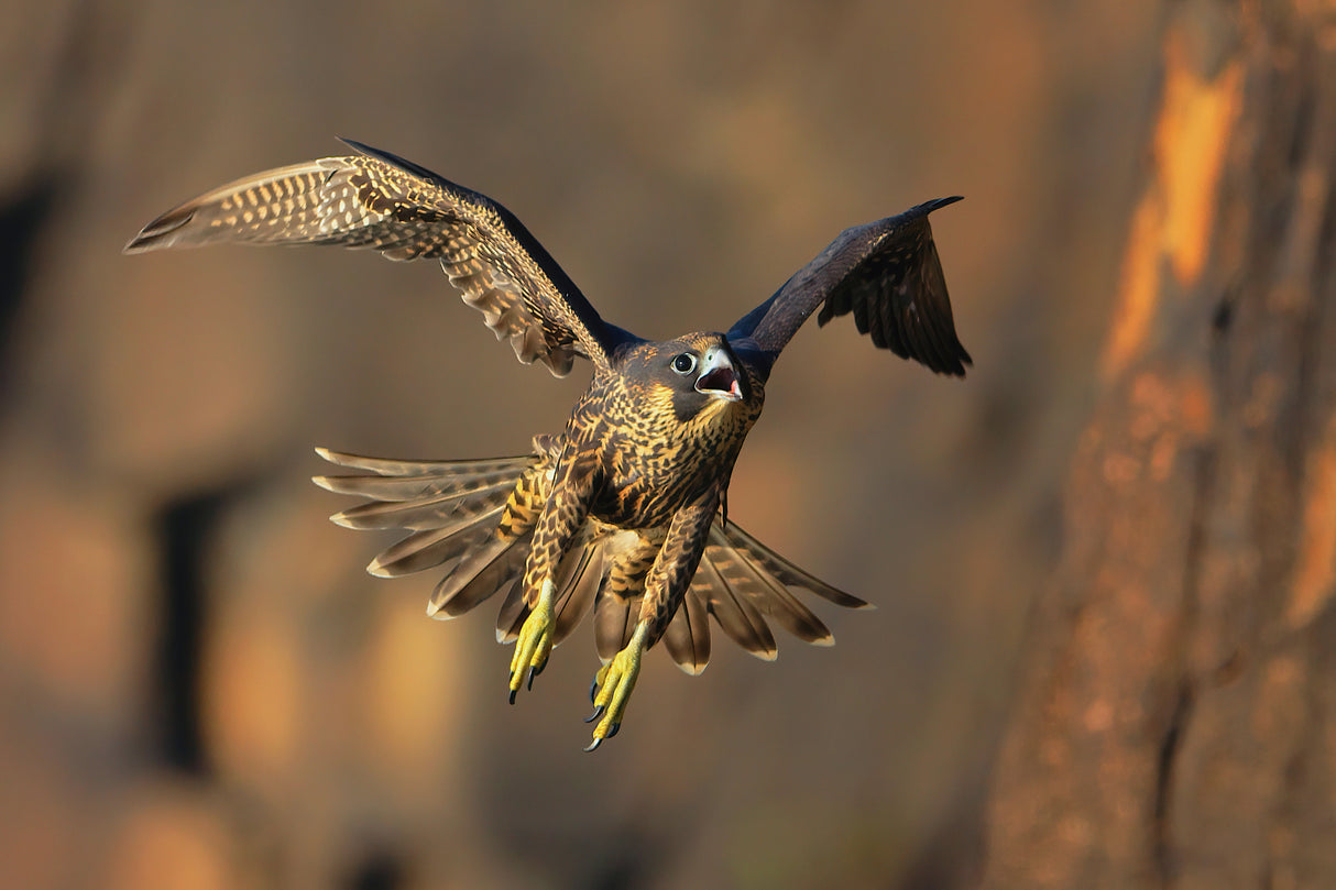 Peregrine Falcon Poster och Canvastavla