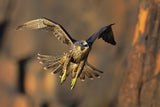Peregrine Falcon Poster och Canvastavla